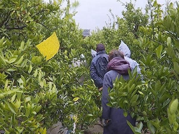 柑橘栽培技术培训考试题库答案大全（各种设施柑橘类优缺点）