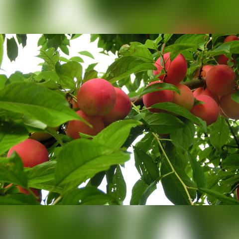 温州市土壤治理的长尾关键词有什么