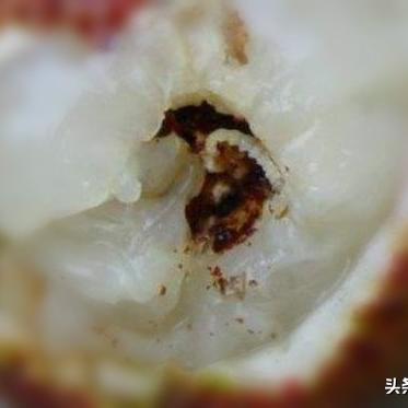 磷酸脲/磷酸脲的作用与功效