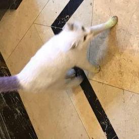 深圳猫咪智能相关长尾关键词有哪些