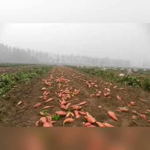 桂林番薯条相关长尾关键词有哪些