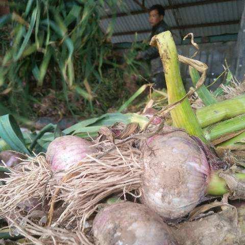 河南大蒜最新价格行情预测的相关长尾关键词有哪些