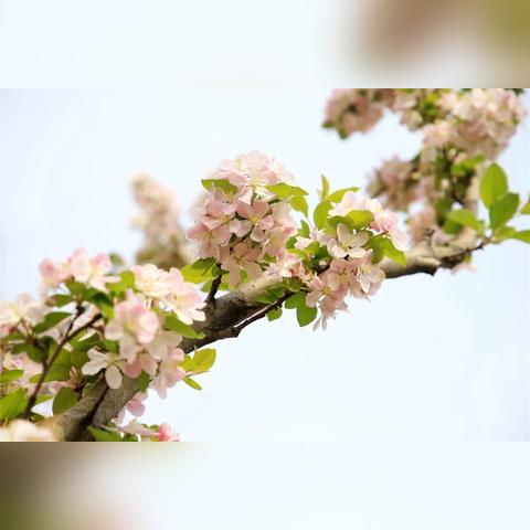 合肥市樱花供应商有哪些