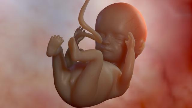 胎儿智力和什么有密切关系