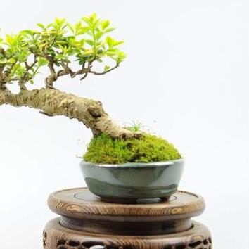 微美是什么原理？