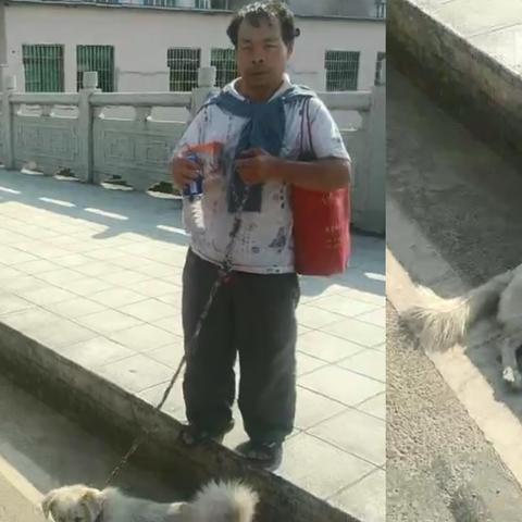 东莞市哪些狗禁养了呢现在