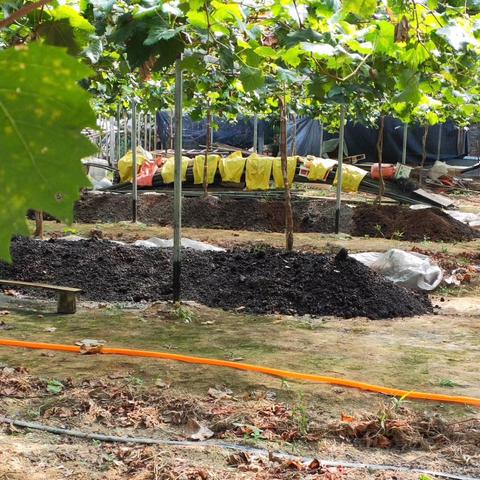 福建哪个葡萄最好吃