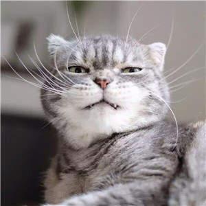 tiktok直播专线多少钱