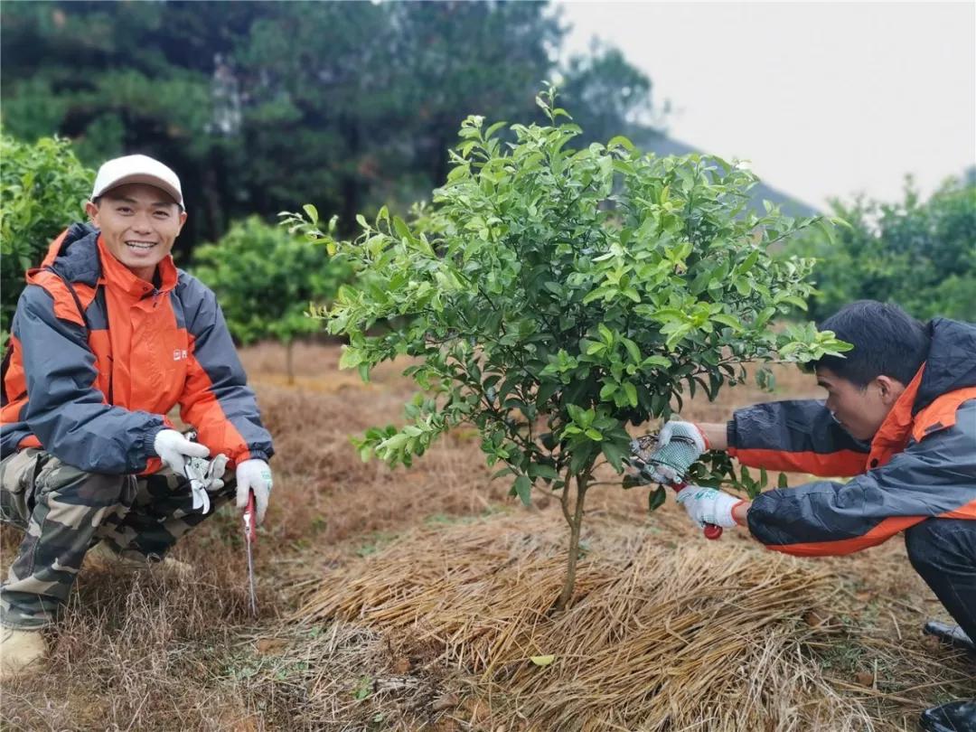 柑橘修剪手藝教學(xué)視頻_你們實的曉得若何修剪果樹么