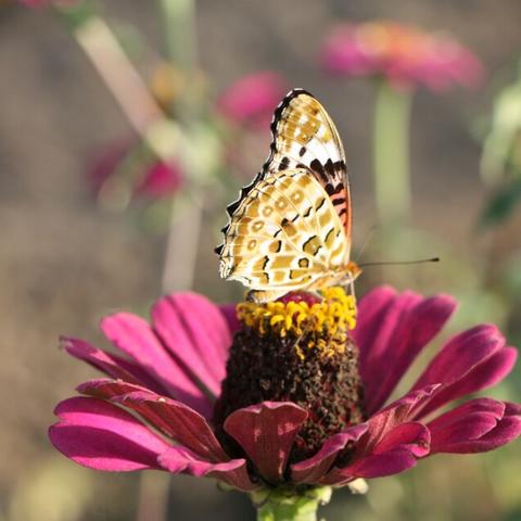 春风依然是什么意思