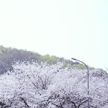 武汉市今天赏什么花