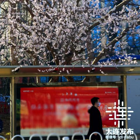 大连市桃源街上哪个中学