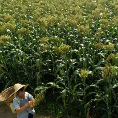 沈阳社区生育指标相关长尾关键词有哪些