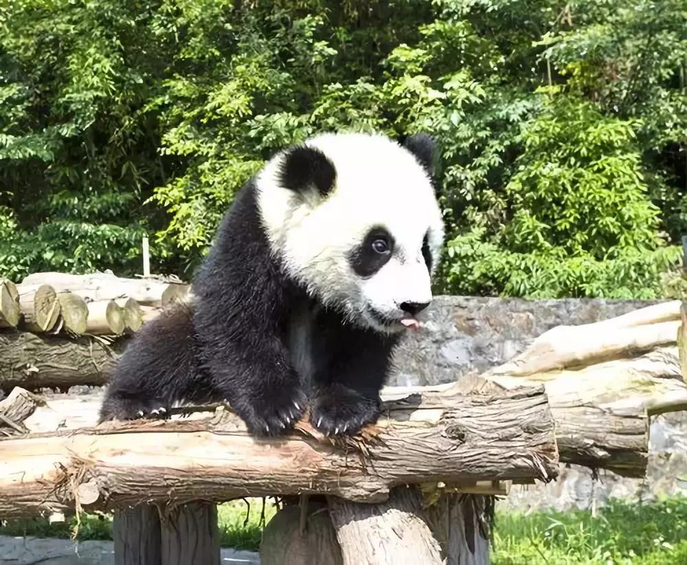馋嘴宝宝小名怎么起名(火锅名字)