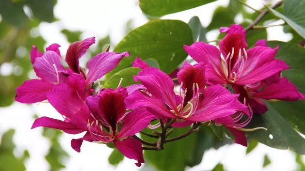 香港市花紫荆花图片,为什么香港的港花要叫做紫荆花?