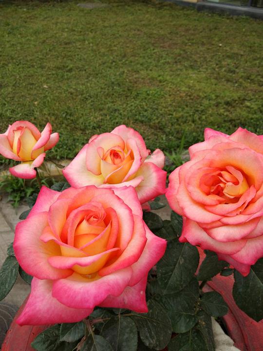 月季花“彩云”，冷门又很美的品种，花期几乎全年，阳台也能养