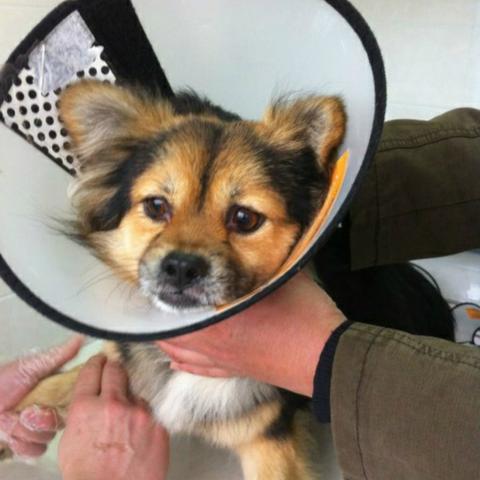 保定市哪里可以收留猫咪