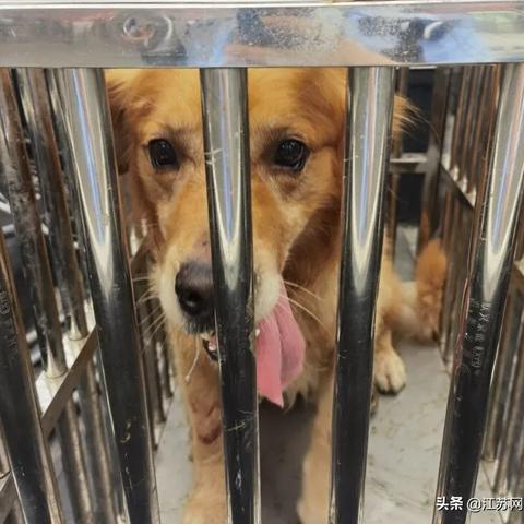 苏州市犬牌是什么意思
