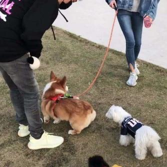 沈阳市卖狗相关长尾关键词有哪些