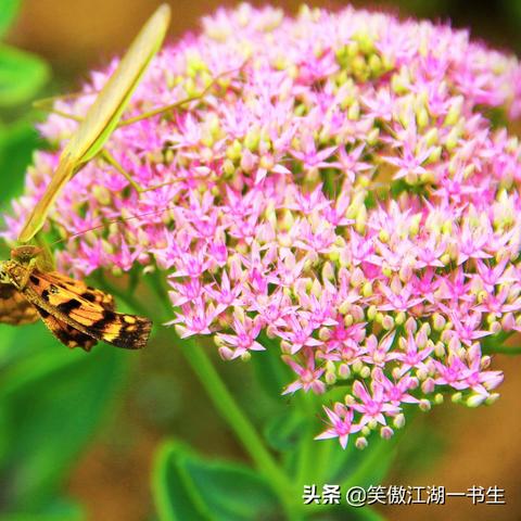 沈阳的螳螂相关长尾关键词有哪些