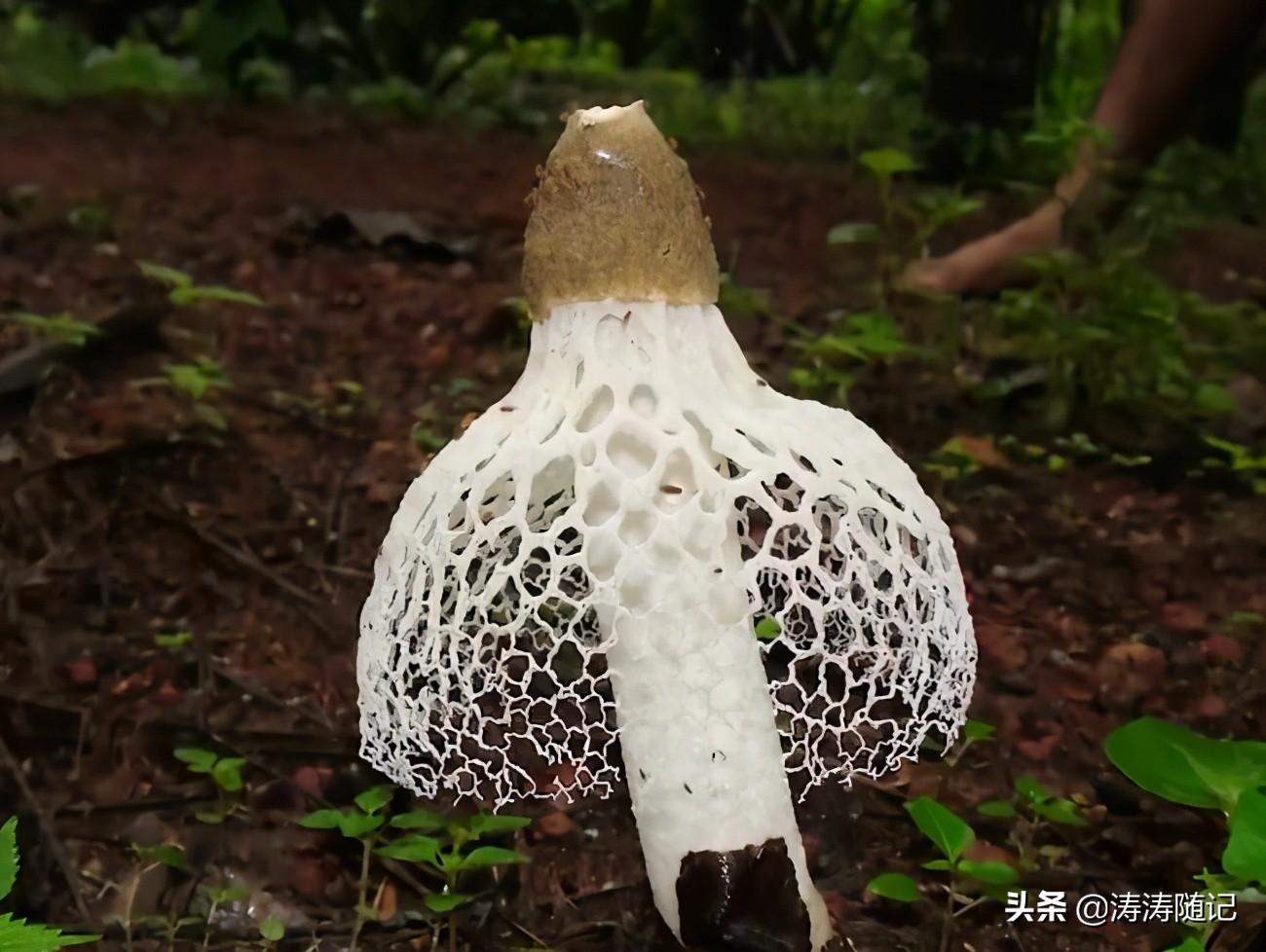 阿凡达潘多拉边境武器制作配方怎么获得