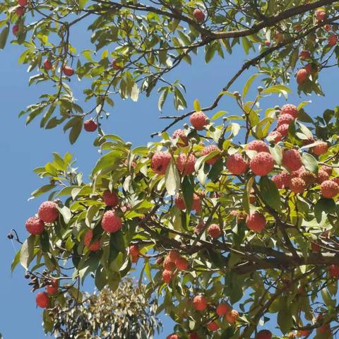 武汉果石招聘的长尾关键词有哪些