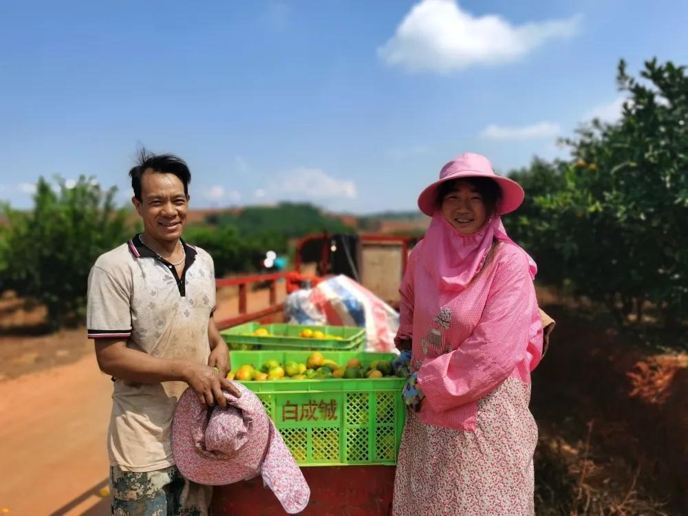 華溪柑橘種植辦理手藝_蜜桔產地量量排名