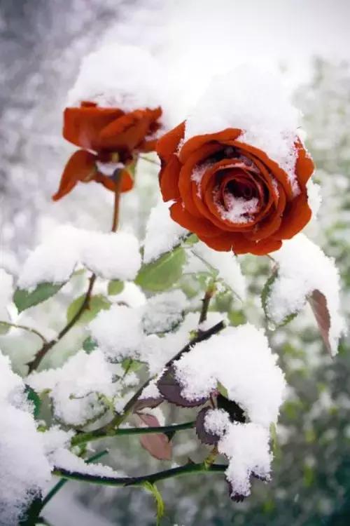 玫瑰冰雪传奇玫瑰花的优美句子