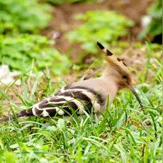 河南最热的城市排名？