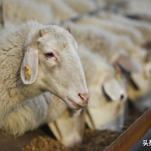 2011年羊生肖运势(2011年属羊的人什么命)