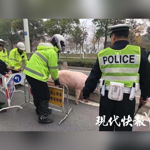 【常熟今日生猪价格】2025年3月26日常熟生猪价格是多少