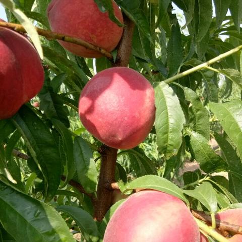 霜冻是怎么形成的