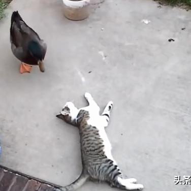 关于猫狗躺在上海路上相关关键词有哪些