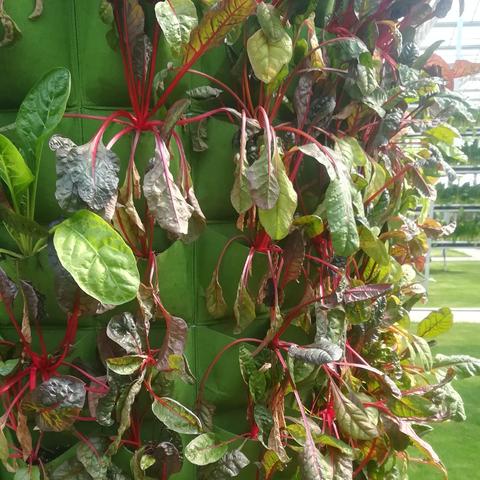 保定市大棚被加工的长尾关键词有哪些