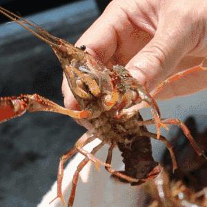 自制秘密基地厨房工具相关长尾关键词有哪些