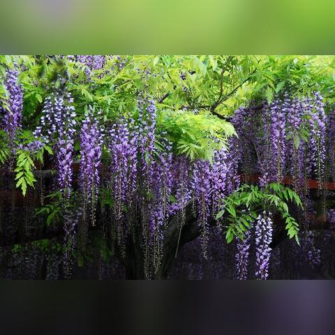 无锡市幽香面馆电话的长尾关键词有什么