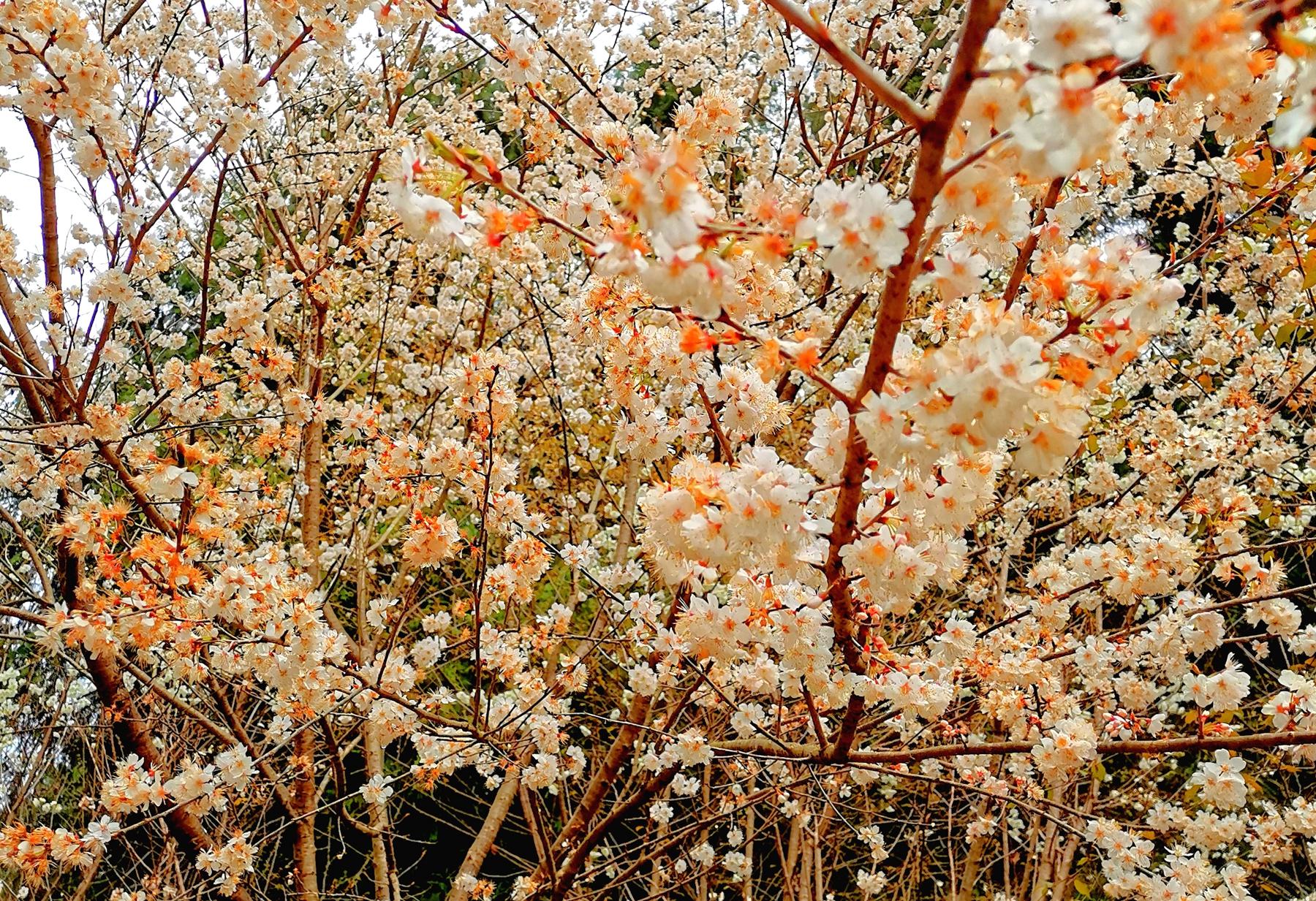 四川刚刚发生疫情最新
,四川刚刚发生疫情最新消息 四川刚刚发生疫情最新
,四川刚刚发生疫情最新消息