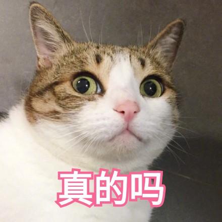 宝宝怎么起名字宠物(狗的名称)