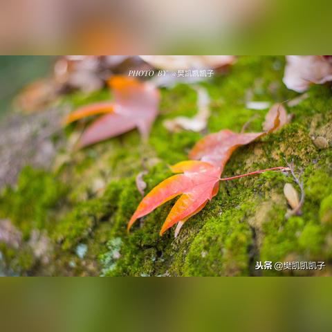 福建冬季的相关长尾关键词有哪些