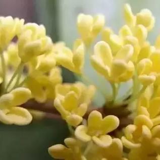 南宁市的市花是什么？