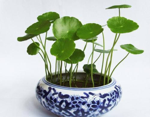 铜钱草做什么美食（铜钱草种子浸泡几天才能出芽）