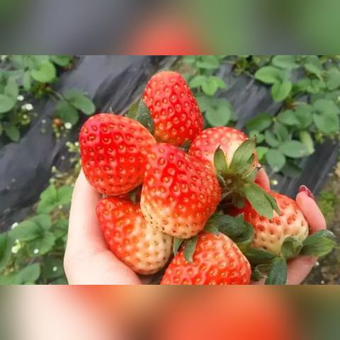成都市双流区好吃不贵的火锅的长尾关键词有什么