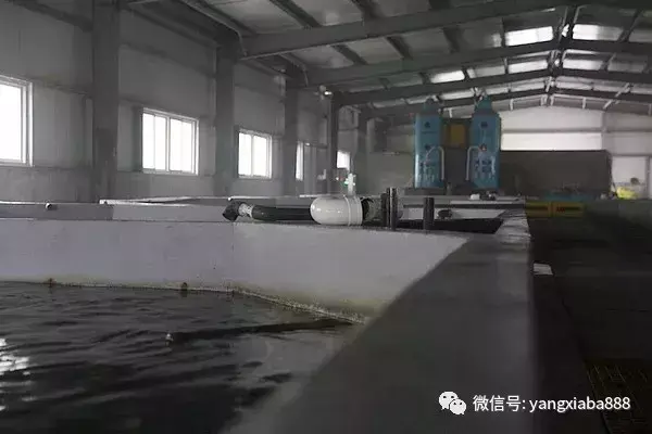 无人直播怎么养鱼赚钱 无人直播怎么养鱼