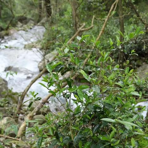 东莞市连州美食有哪些