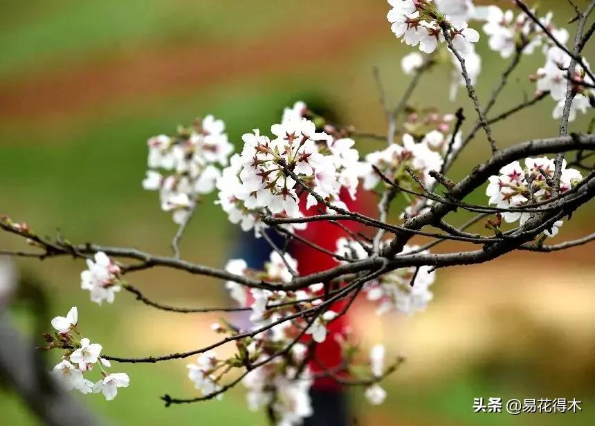 2017年桂宝宝怎么起名（起名木字旁寓意好的字）