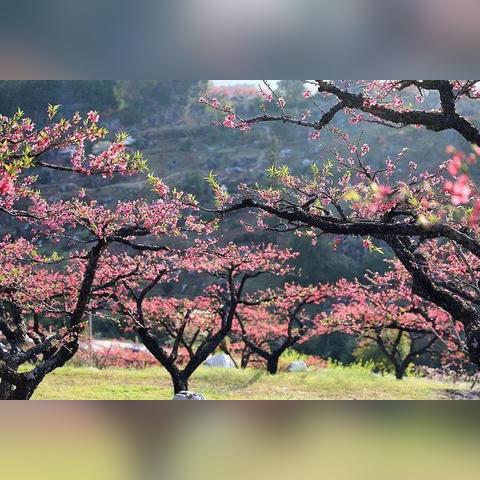 西安花海预约相关长尾关键词有哪些