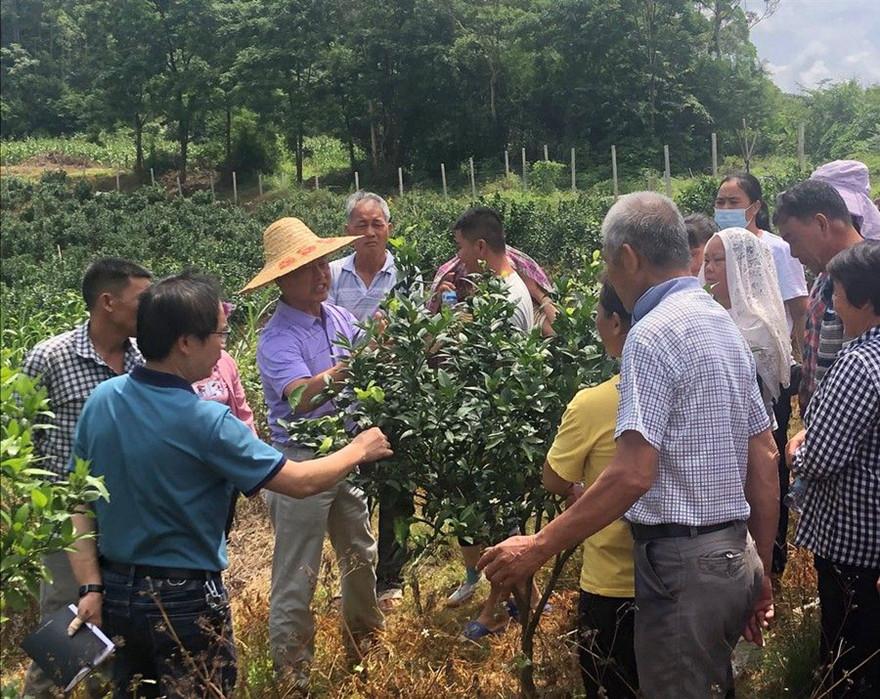 宣傳柑橘種植手藝_柑橘前三年栽培手藝