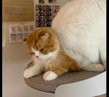 一只黄色猫咪坐在坐垫上gif图片