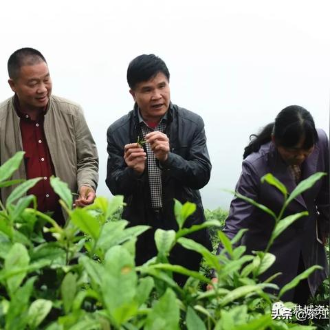 桂林市哪里卖茶叶