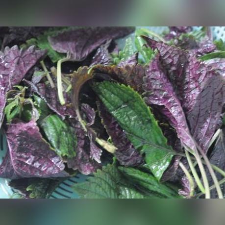 吃什么止咳化痰